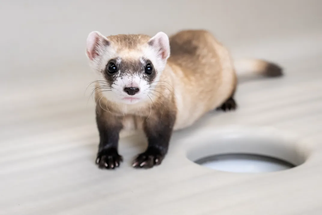 baby ferret on a table