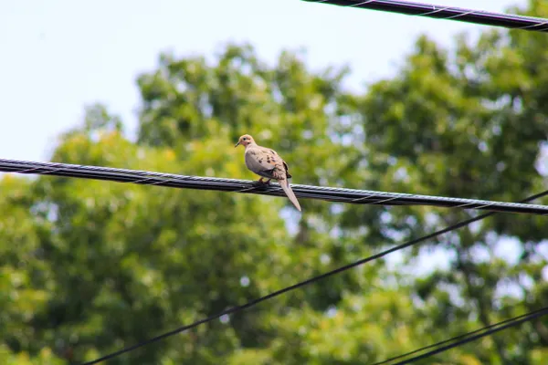 Dove on the Line thumbnail