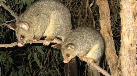 Brushtailed possums, shown here in their native Australia, are among the most destructive pests in New Zealand.