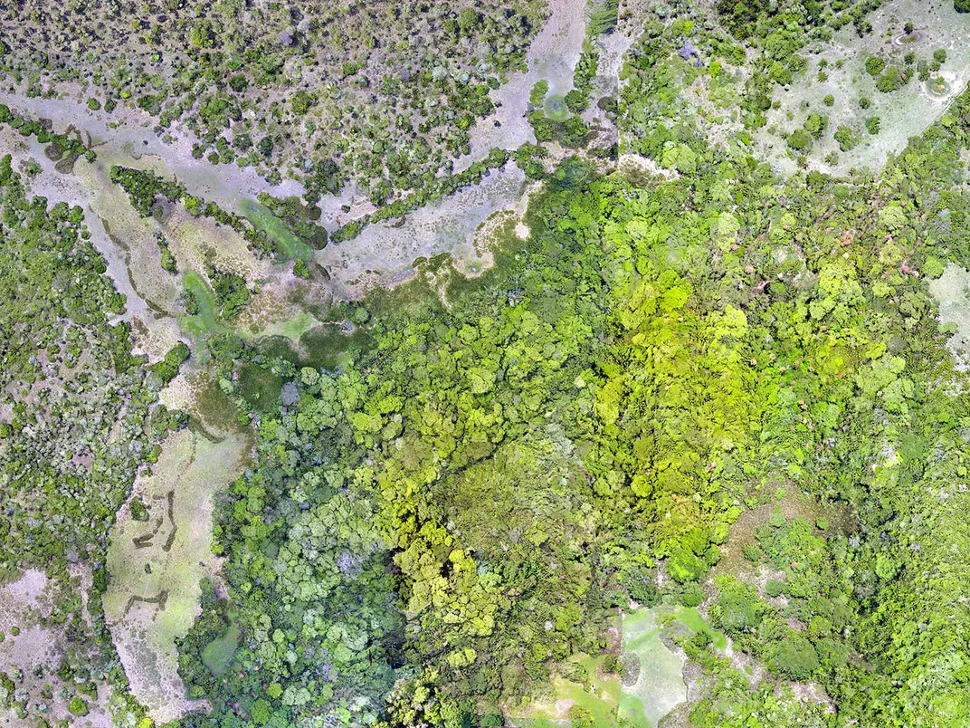 Landivar Site Covered by Forest Canopy