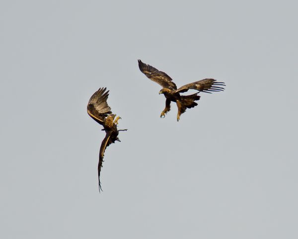 2 golden eagles squabbling over a stick thumbnail