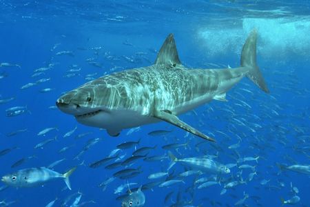A great white shark pictured off the coast of Mexico in 2006