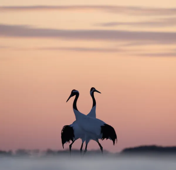 Two cranes in evening mist thumbnail