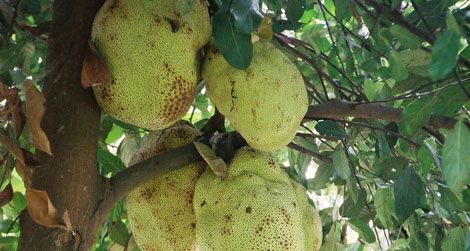 A farmer in the Congo harvests jackfruit, the largest tree fruit in the world.