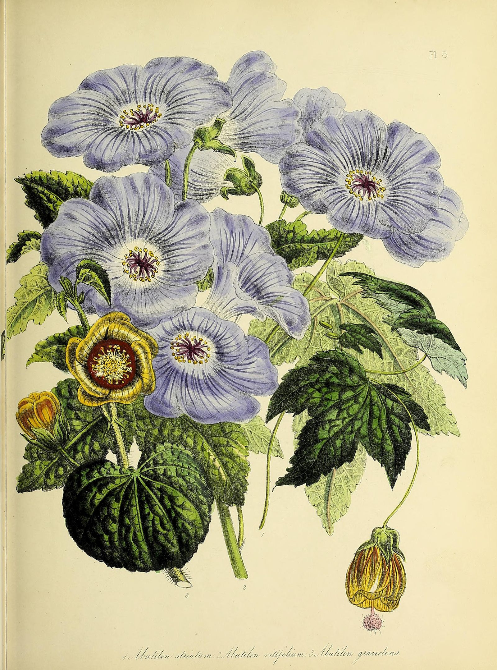 A Botanical Wonderland Resides in the World of Rare and Unusual Books