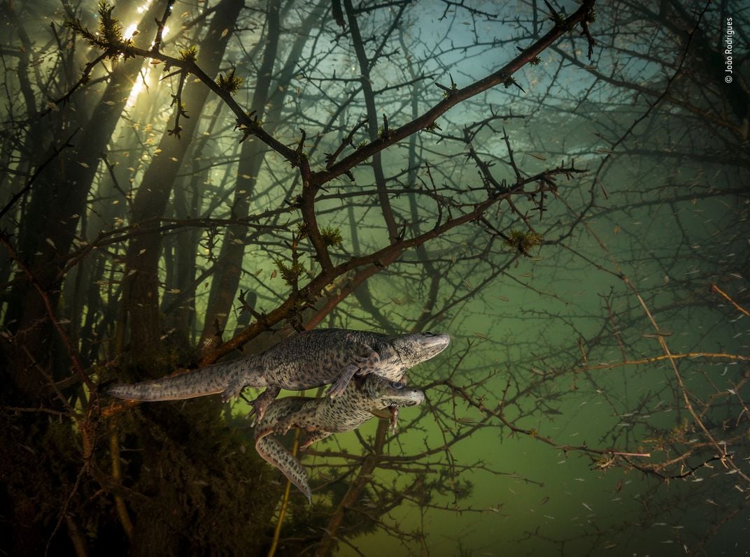 two salamanders underwater surrounded by vegetation and greenish water.
