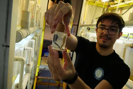 A researcher holds two White's seahorses before releasing them into Sydney Harbor.