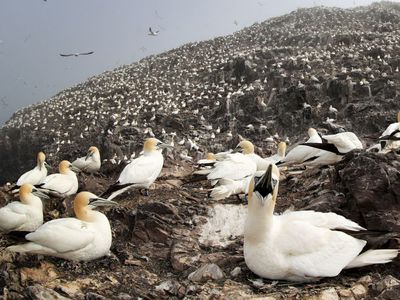 Thousands of Northern Gannets gather nest material as they prepare for the new breeding season on the Bass Rock.