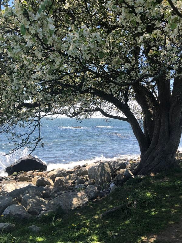An old tree flowering in the spring sits on a rocky New England shoreline with a crashing wave in the distance thumbnail