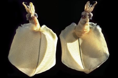 The Pacific bigfin squid (Magnapinna pacifica) in the Smithsonian collections that Mike Vecchione and Richard E. Young used to describe the deepest-known species of squid. (Richard E. Young)