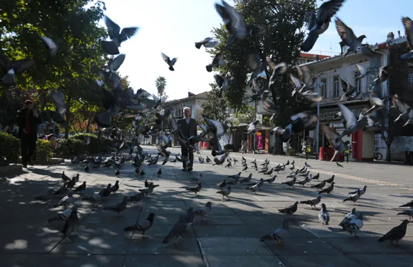 Free birds in the city square thumbnail