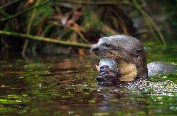 River otter eating a fish, Ecuadorian Amazon thumbnail