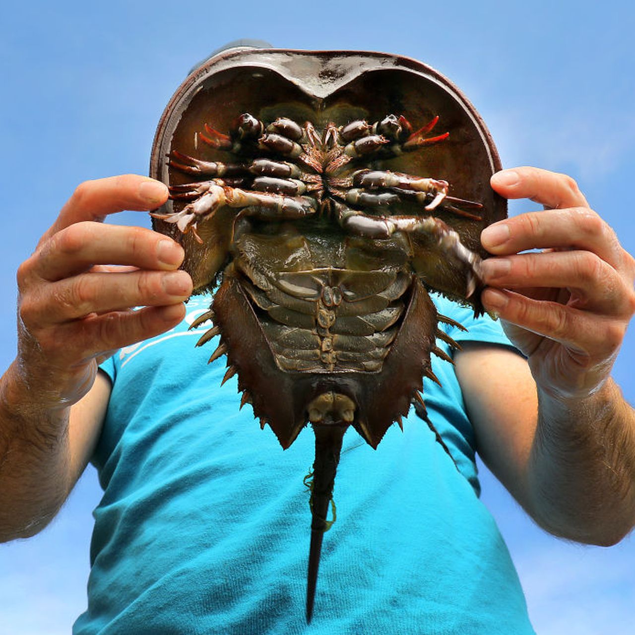 New Synthetic Horseshoe Crab Blood Could Mean Pharma Won't