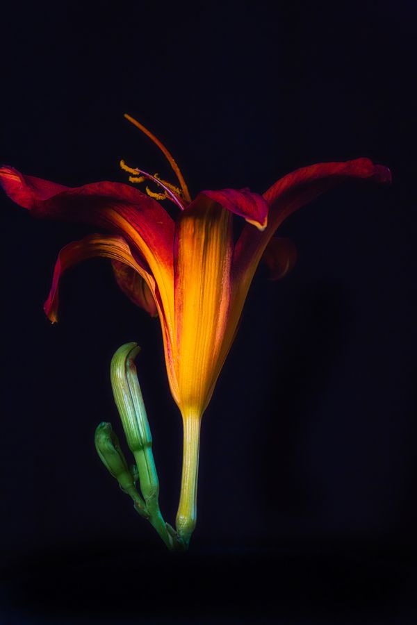 A Flower For My Wife thumbnail