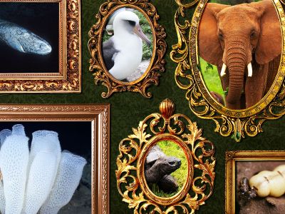 The life spans of these animals amaze scientists.