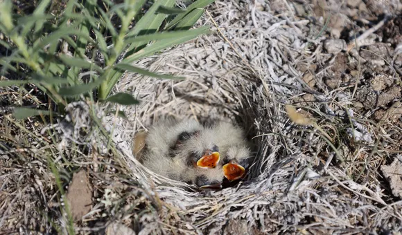 Horned lark chicks camouflaged in their nest on the ground in the Northern Great Plains