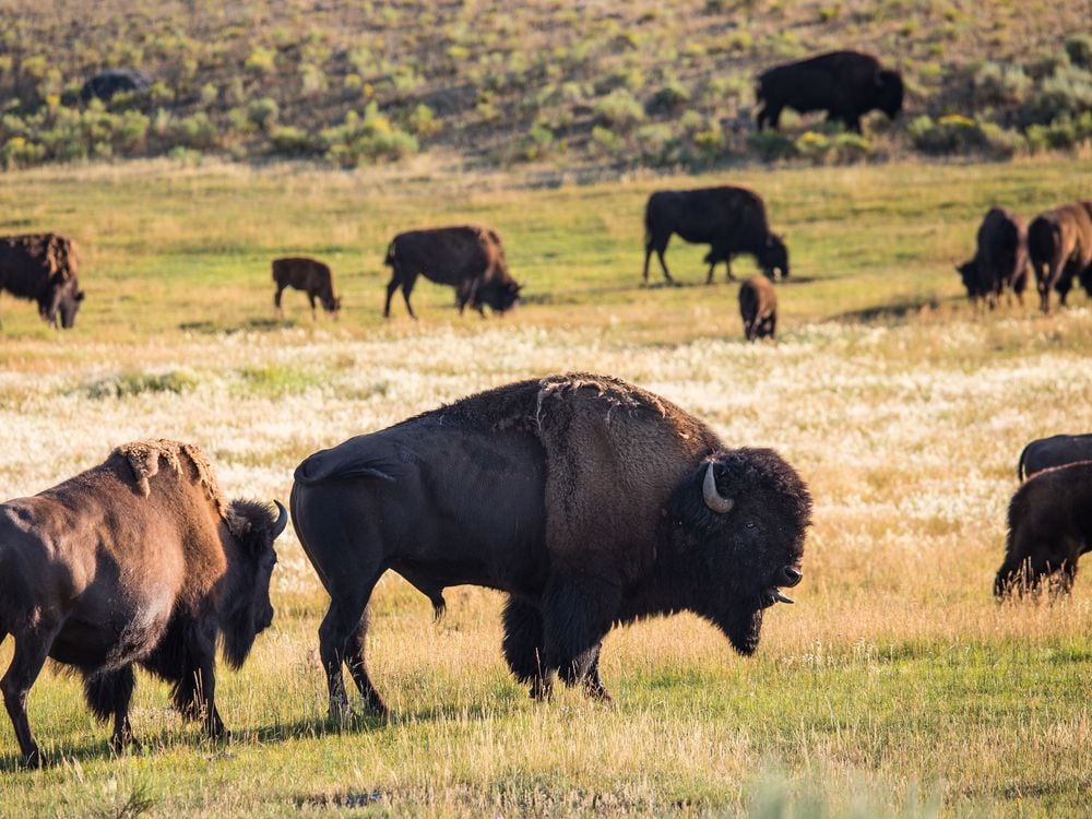 A herd of bison seen grazing in Yellowstone National Park's Lamar Valley