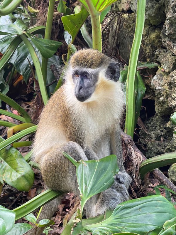 Barbados Monkey in a Tree thumbnail