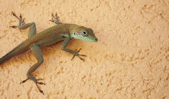 The vast diversity of anole lizards found throughout the Americas helps scientists understand what factors drive the evolution of life. (goatling, CC BY 2.0)