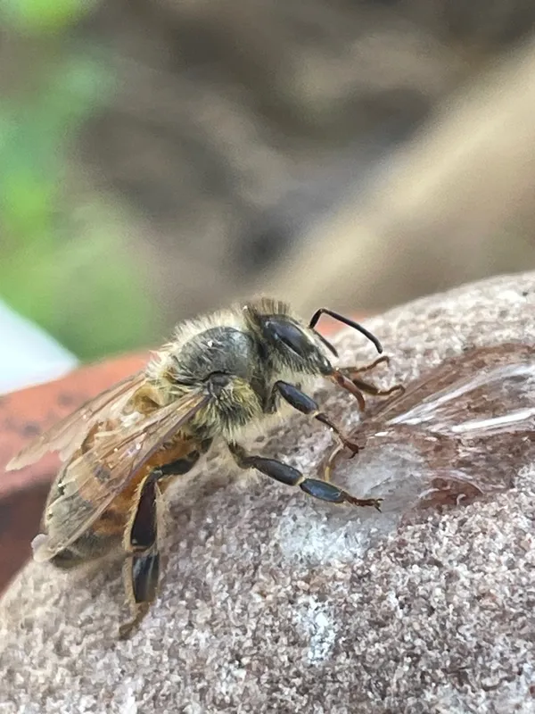 A Thirsty Worker thumbnail