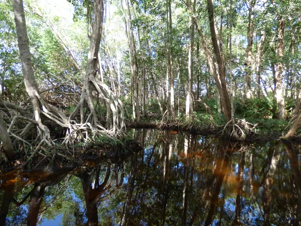 Mangrove serenity thumbnail
