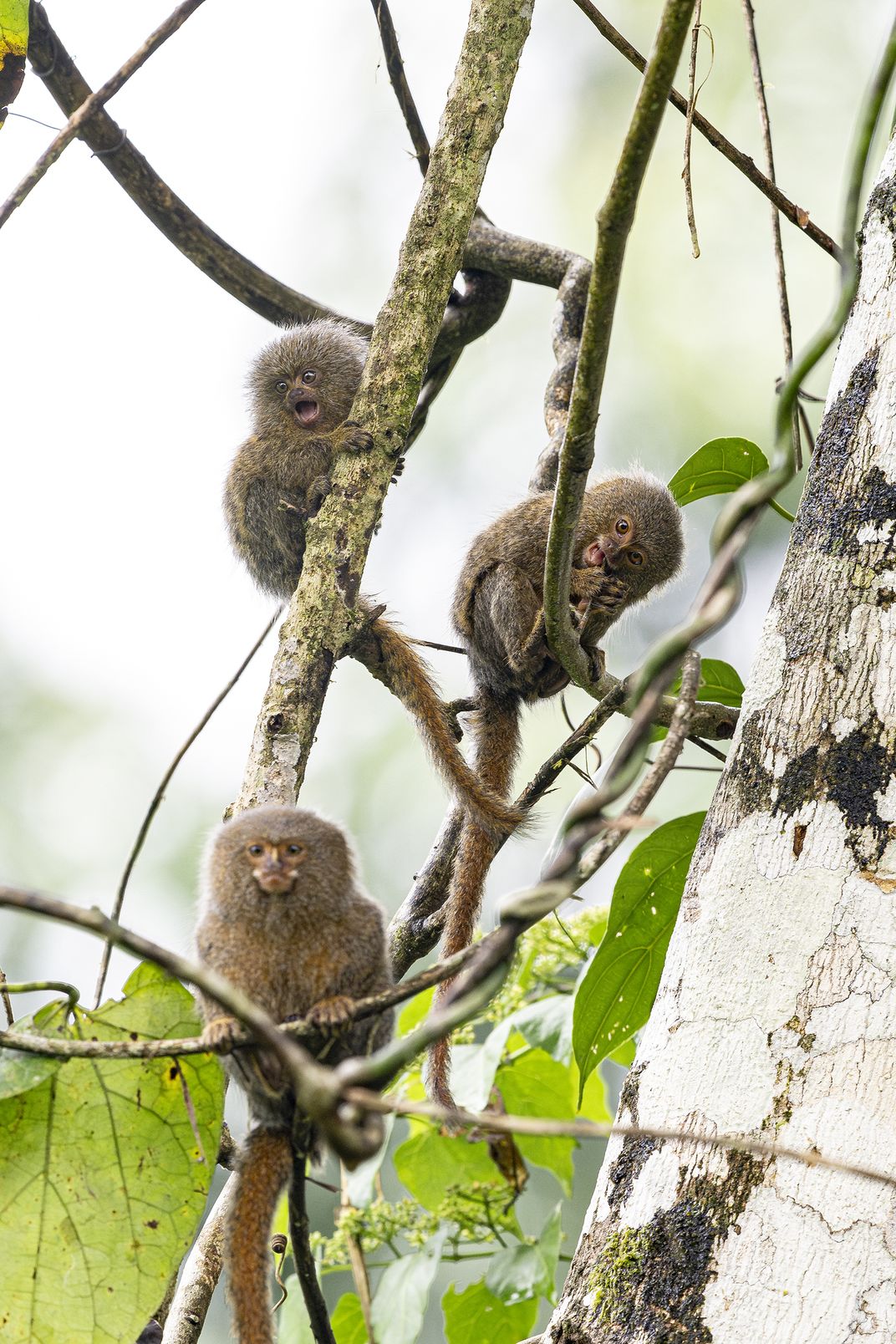 The family that feeds together stays together. Pygmy marmosets identify favorite trees and eat there throughout the day. They gouge as many as 1,300 holes in a single tree.