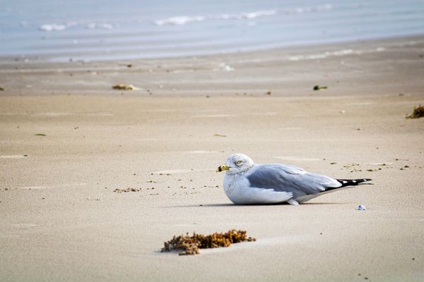A Gull Resting on Mustang Island Sand thumbnail