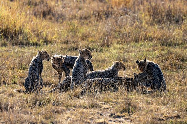 Cheetah Mother and Her Cubs thumbnail