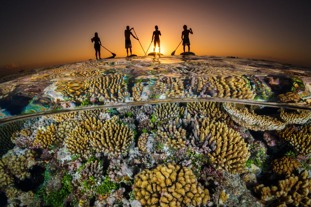 Underwater view of clear water and coral reefs, with four silhouetted paddleboarders above