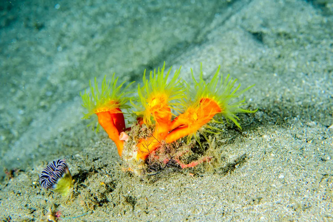 Illuminating the Ocean’s Teeming Twilight Zone, Before It Disappears 