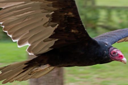 Until now, no one had been able to show at a microscopic level that the turkey vulture’s larger olfactory bulbs conferred  advantage in the smell department.
