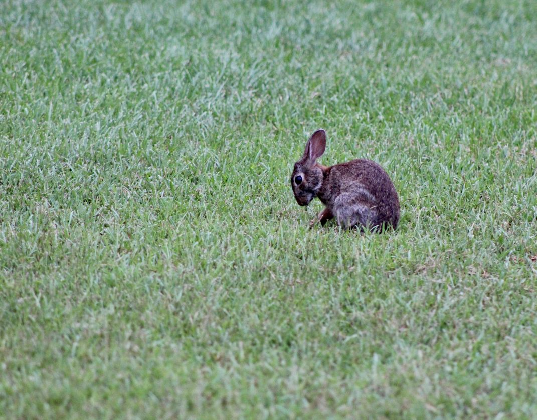 Eastern cottontail rabbit | Smithsonian Photo Contest | Smithsonian ...