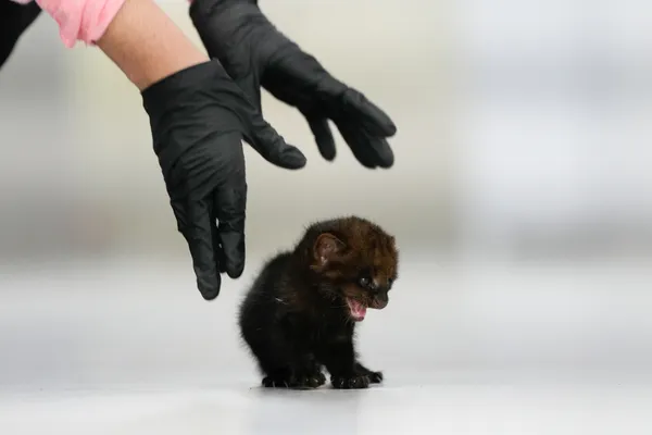Two-week-old orphaned jaguarundi thumbnail