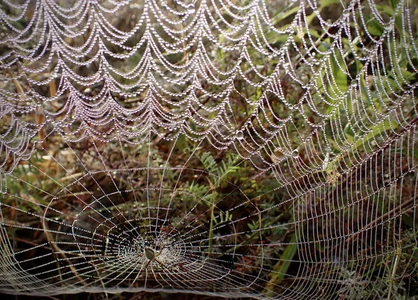 Dew Catcher thumbnail