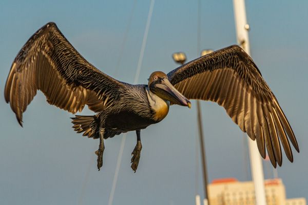 Brown Pelican in Flight thumbnail