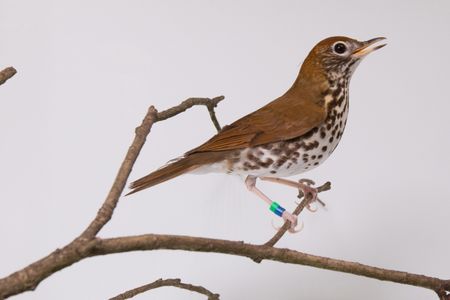 One of the common species Bird House keepers at the Smithsonian's National Zoo are working to better understand is the wood thrush — the official bird of Washington, D.C.
