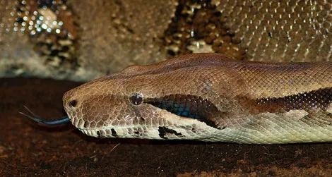 How do boa constrictors know when to stop constricting?