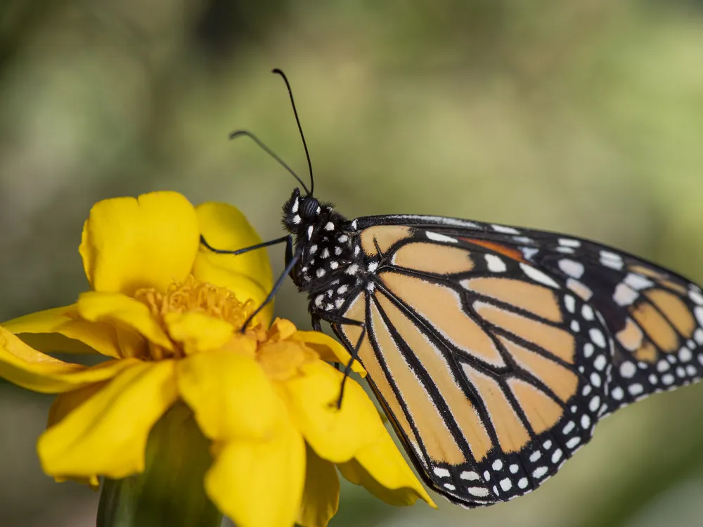 a monarch butterfly with wings folded on a yellow flower