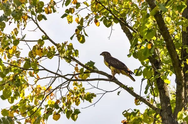 Hawk On A Limb thumbnail