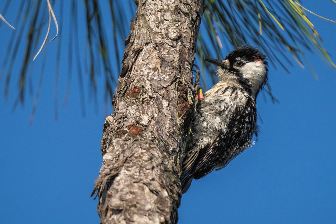 The red-cockaded woodpecker is mostly black and white