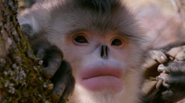 Preview thumbnail for How Snub-Nosed Monkeys Adapted to Extreme Cold