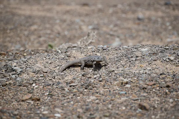 The Resilience of the Dabb Lizard in Sharjah's Desert thumbnail