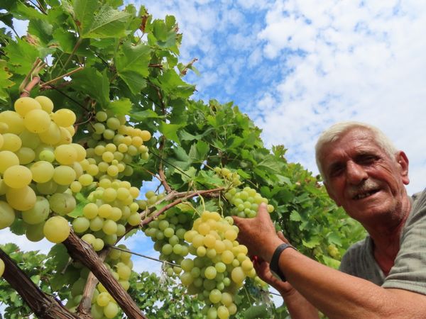 Farmer and his vineyard thumbnail