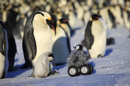 A baby penguin and its parent greet the disguised rover. 