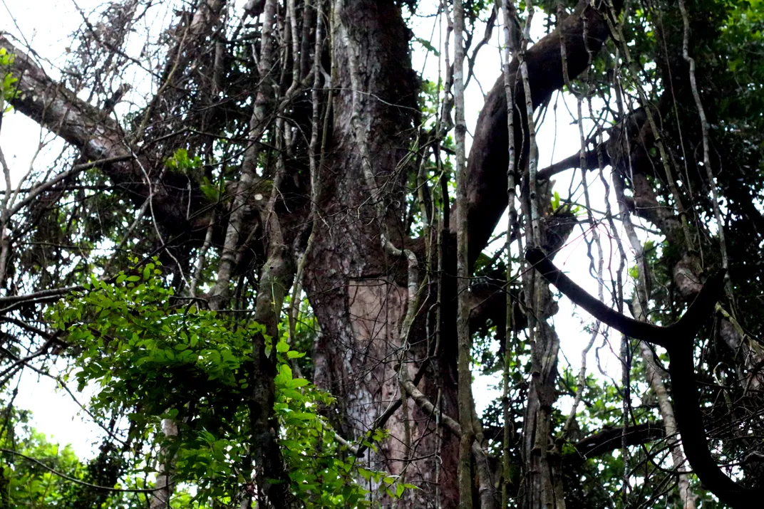 Dead tree with lianas