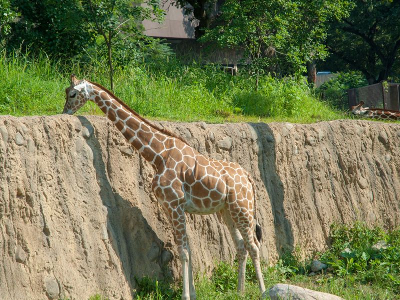 Giraffe at the Omaha Zoo | Smithsonian Photo Contest | Smithsonian Magazine