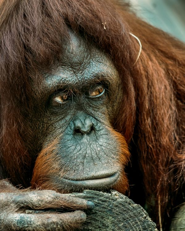 Orangutan Observing Zoo Goers thumbnail