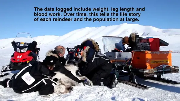 Preview thumbnail for How Scientists Are Tagging Reindeer to Track Climate Change