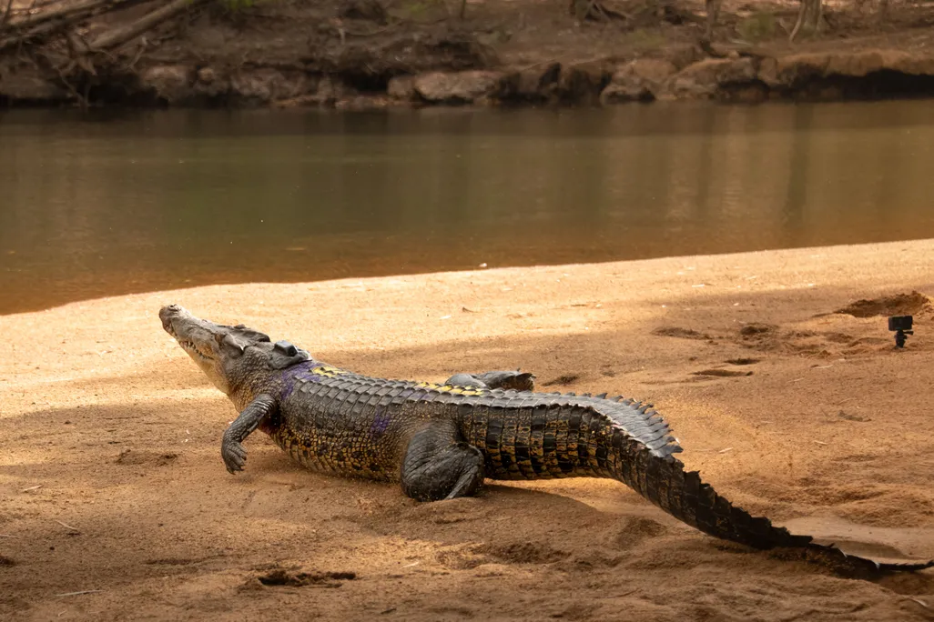 a crocodile on a beach with a small tracker on its upper back