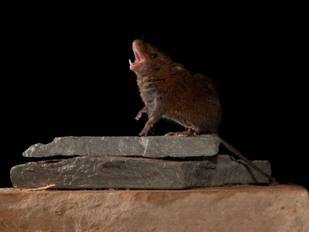 Meet the Singing Mice of Central America